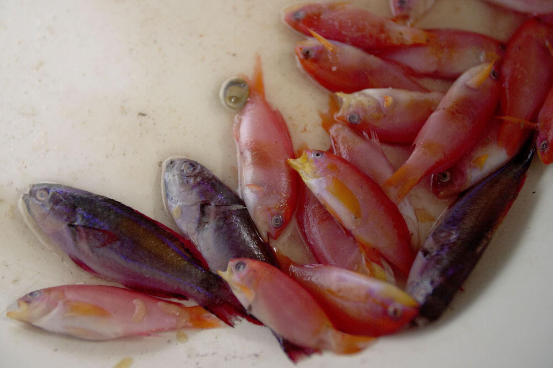 Aquarium Fish-Murky Waters